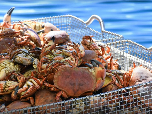 Basket of crab sitting on a dock with the ocean in the background.